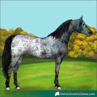 Horse Color:ERROR: UNKNOWN ANOMALY