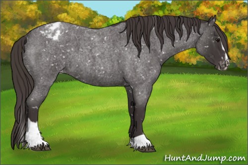 Horse Color:Smoky Blue Roan Sabino Appaloosa