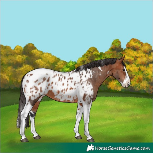 Horse Color:Bay Splash Tobiano Appaloosa  and Bay Splash Tobiano Appaloosa 