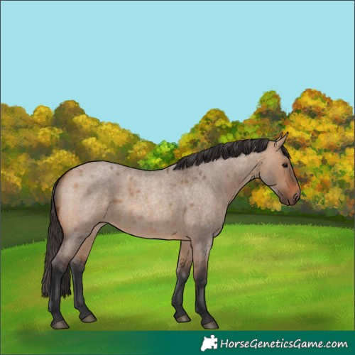 Horse Color:Bay Roan Dun 