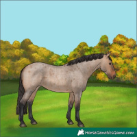 Horse Color:Bay Roan Dun 