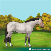 Horse Color:Bay Roan Dun 