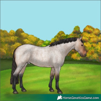 Horse Color:Bay Dun 