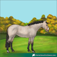 Horse Color:Bay Roan Dun Frame 