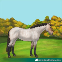 Horse Color:Bay Roan Dun 