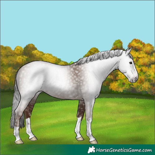 Horse Color:Gray Classic Champagne