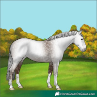 Horse Color:Gray Classic Champagne 