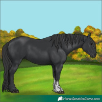 Horse Color:Black Sabino