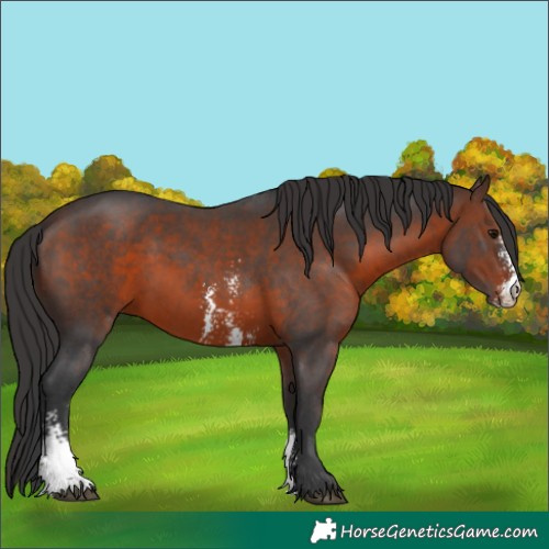 Horse Color:Brown Sabino 