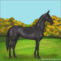 Horse Color:Smoky Black and Smoky Black