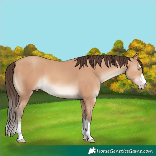 Horse Color:Unknown 