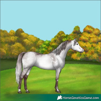 Horse Color:Gray Platinum White Spotted Chocolate Brown Dun 