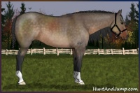Horse Color:Brown Dun 