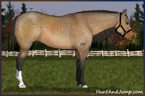 Horse Color:Buckskin Dun