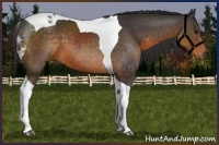 Horse Color:Buckskin Tobiano 