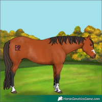 Horse Color:Bay Rabicano 