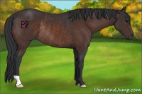 Horse Color:Brown Rabicano