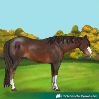 Horse Color:Liver Chestnut 