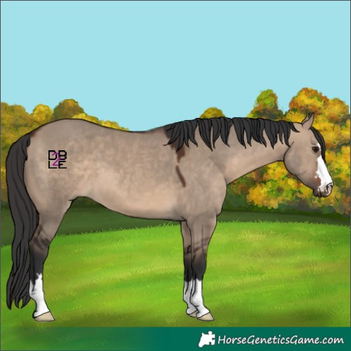 Horse Color:Brown Dun