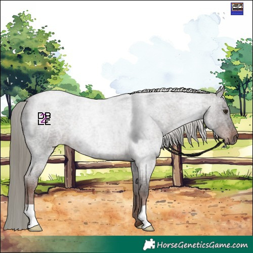 Horse Color:Liver Red Roan Mushroom 