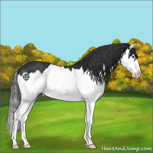 Horse Color:Black Sabino Splash Appaloosa 