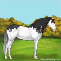 Horse Color:Black Sabino Splash Appaloosa 