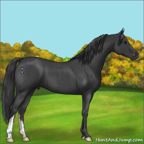 Horse Color:Blue Roan 