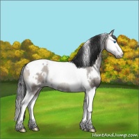 Horse Color:White Spotted Grullo Onyx Splash Tobiano Rabicano