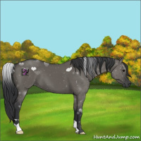 Horse Color:Grullo 