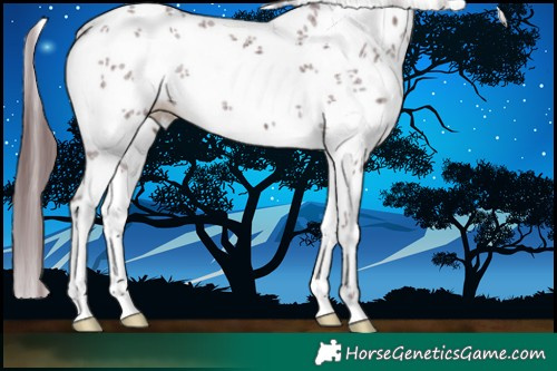 Horse Color:White Spotted Chocolate Black Sabino 