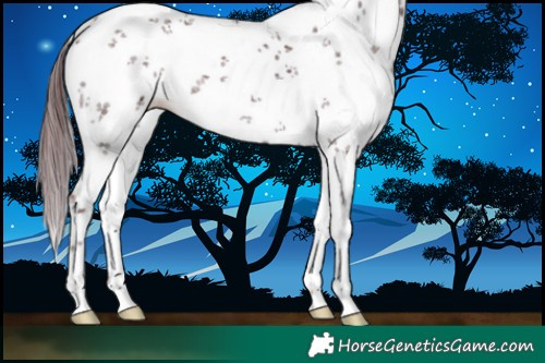 Horse Color:White Spotted Chocolate Black Sabino 