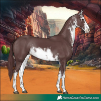 Horse Color:White Spotted Chocolate Black 