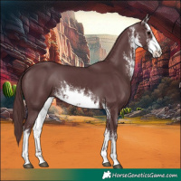 Horse Color:White Spotted Chocolate Black 