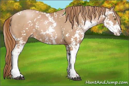 Horse Color:Chestnut Pearl Sabino 