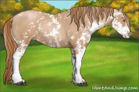 Horse Color:Chestnut Pearl Sabino 