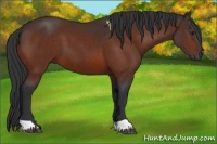 Horse Color:Brown 