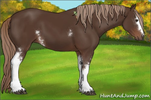 Horse Color:White Spotted Liver Chestnut