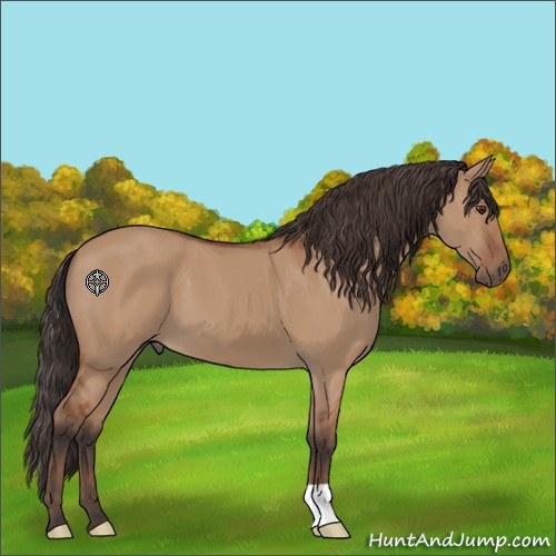 Horse Color:Unknown 