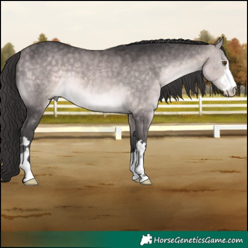 Horse Color:Platinum Buckskin 