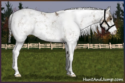 Horse Color:Smoky Grullo Sabino Rabicano