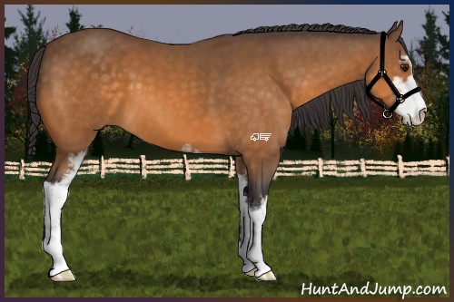 Horse Color:Buckskin Sabino 