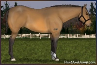 Horse Color:Buckskin 