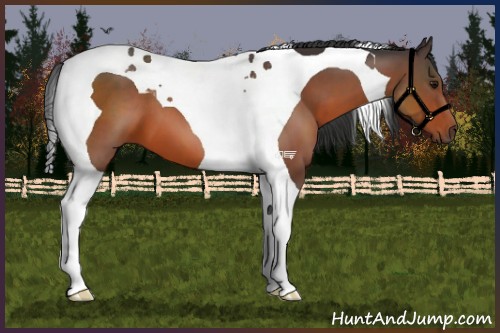 Horse Color:Bay Tobiano 