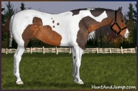 Horse Color:Buckskin Tobiano 