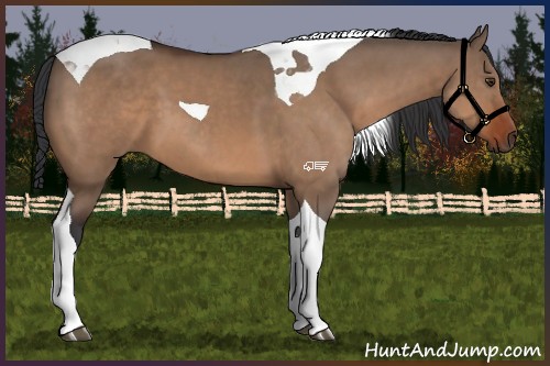 Horse Color:Brown Dun Tobiano