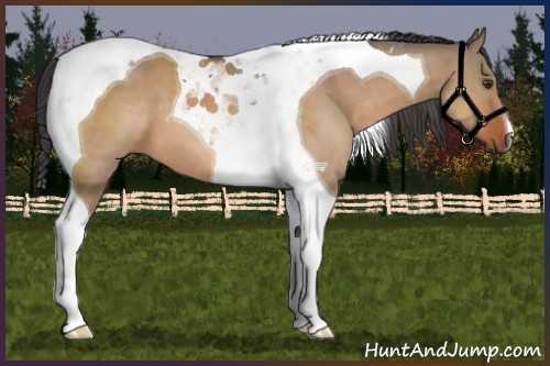 Horse Color:Brown Dun Tobiano 