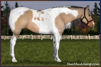 Horse Color:Brown Dun Tobiano 