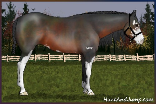 Horse Color:Brown Sabino 