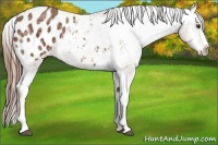 Horse Color:Chestnut Ice Appaloosa 