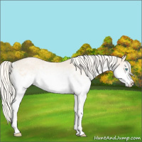 Horse Color:White Spotted Cremello Sabino 
